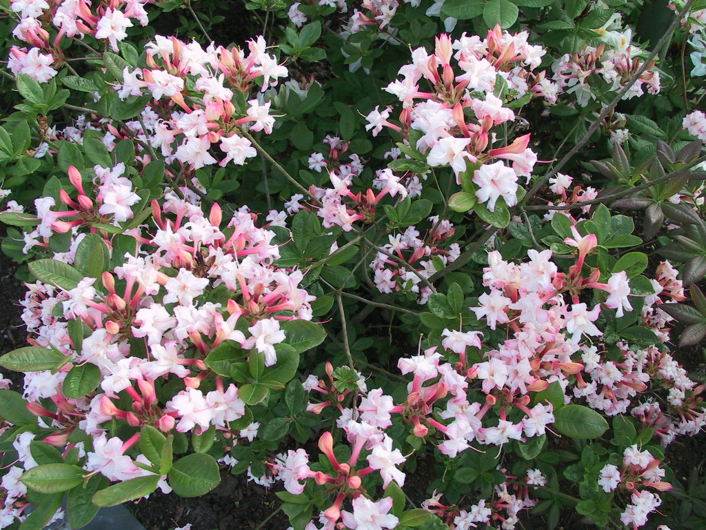 Azalea pontica Bouquet De Flore.jpg